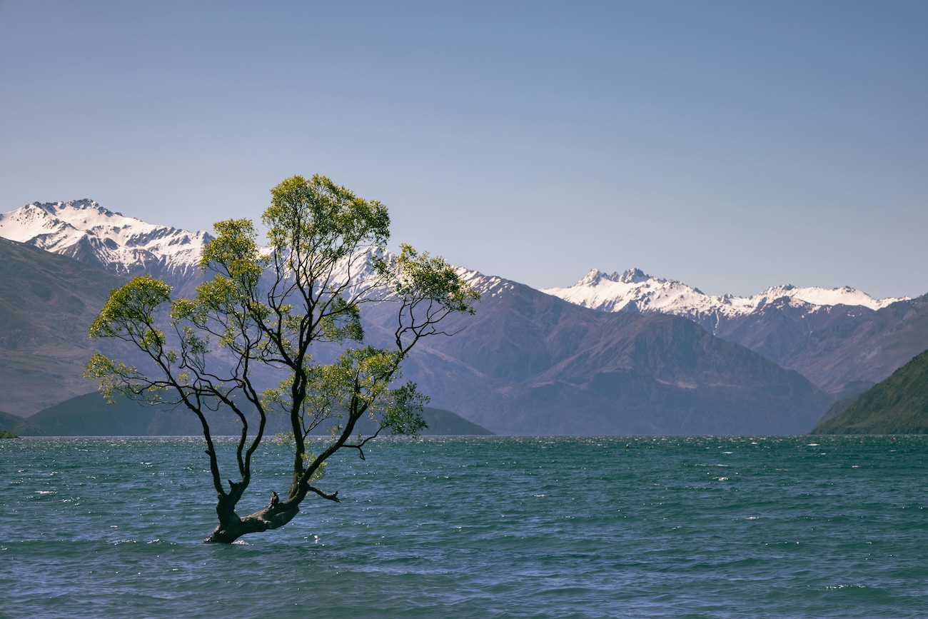 Cost of Living in New Zealand: Full Guide 2026