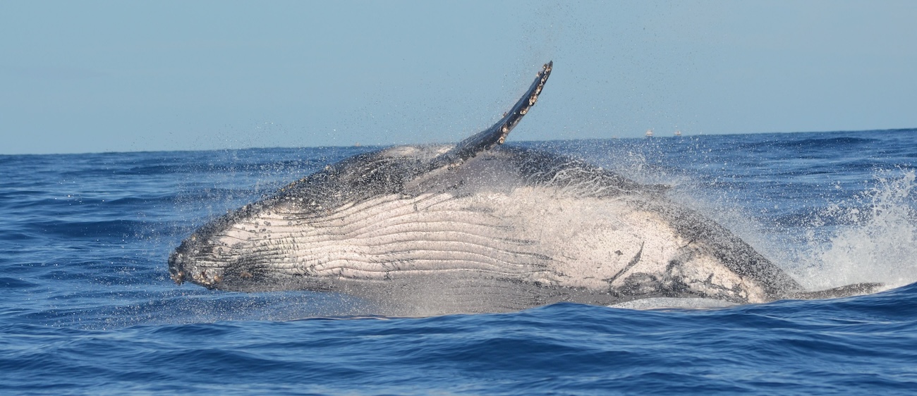 Humpback whale breaching off the coast of Rarotonga during whale watching season